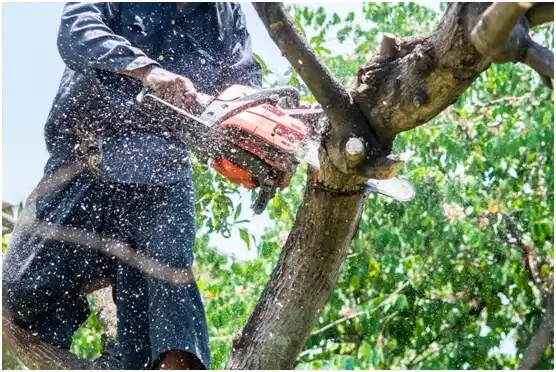 tree services Selma